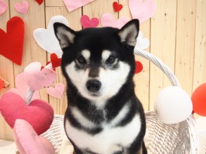 2015.2.22.trimming.marin.かわいい　犬服　柴　Miss BIBI　ミスビビ　カットスタイル